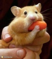 Hamster carotte.jpg